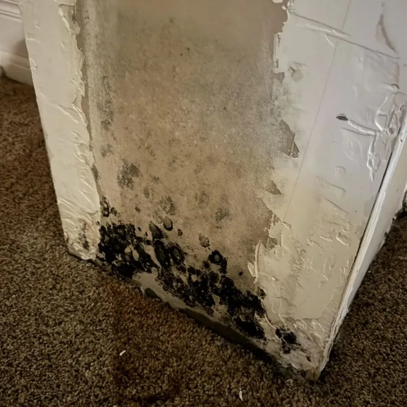 Professional Mold Removal in Roan Mountain, TN